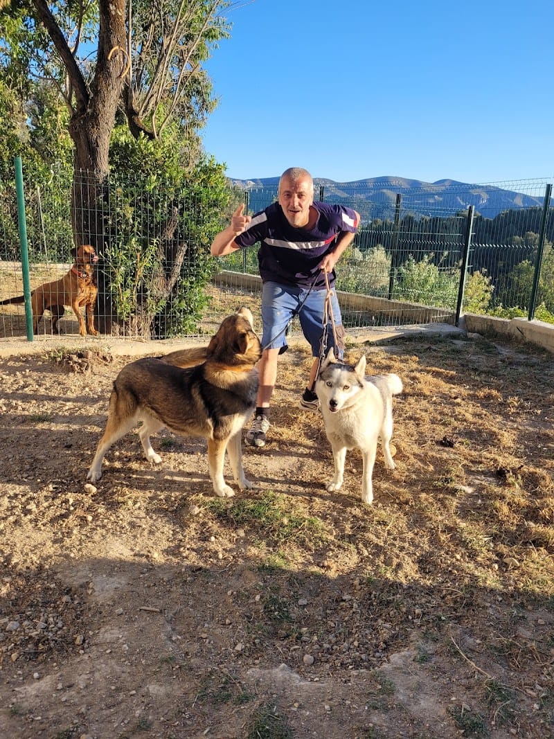 keepdog pension canine