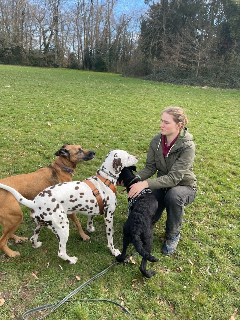 Ker Wouf - Pension canine - Dog sitting - Garde de chiens — dogsitter à Pontchâteau