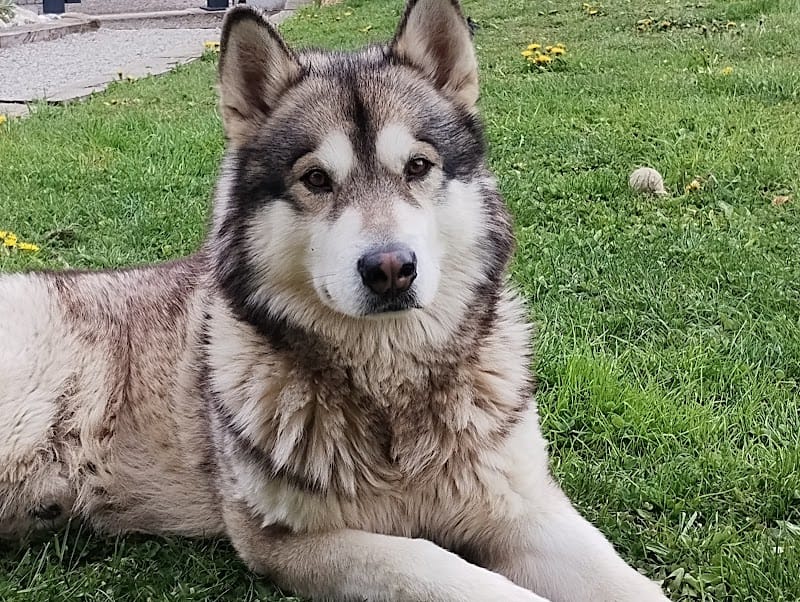 KimCare (Petsitter) — dogsitter à Thonon-les-Bains