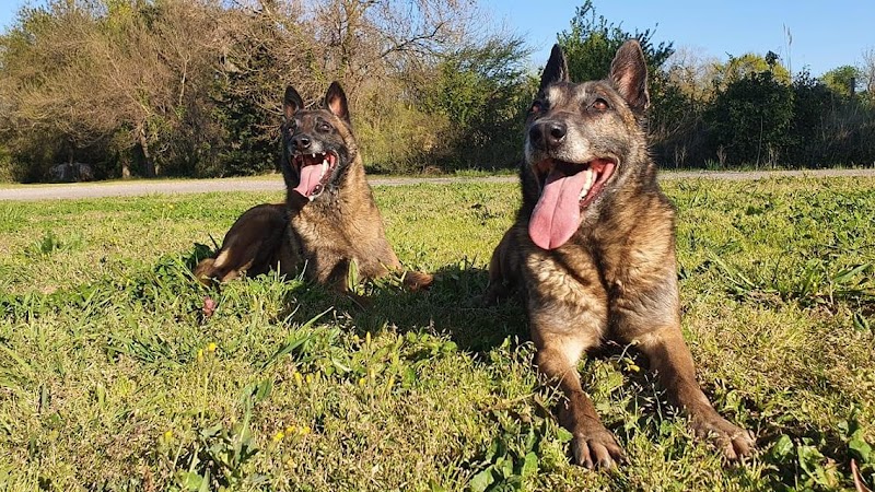 L’arche de Jessie — dogsitter à Istres