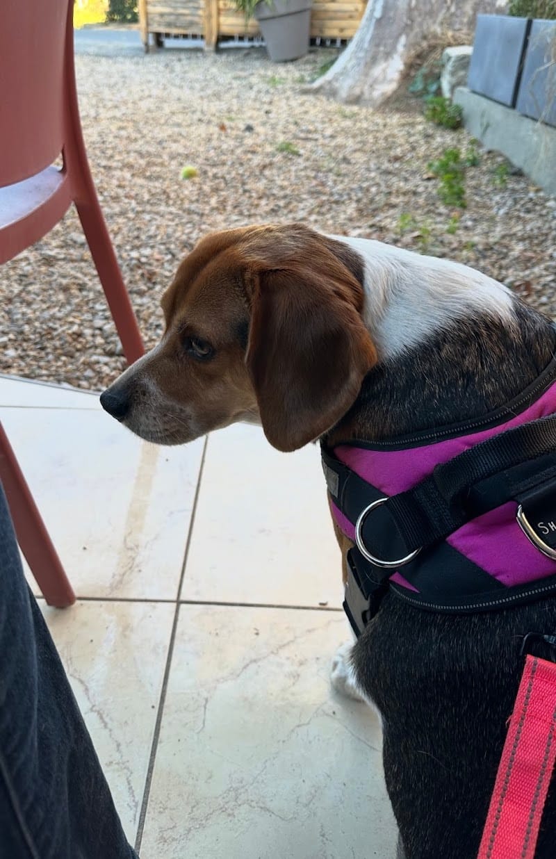 L'Arche de Julie — dogsitter à Narbonne