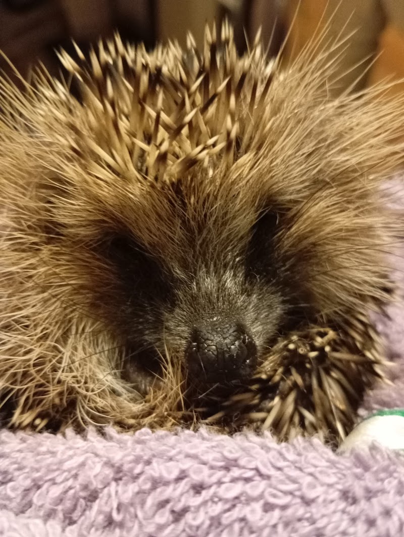 L' Arche de Loly / Visites de Chats à Domicile & Pension / Communication Animale — dogsitter à Bordeaux