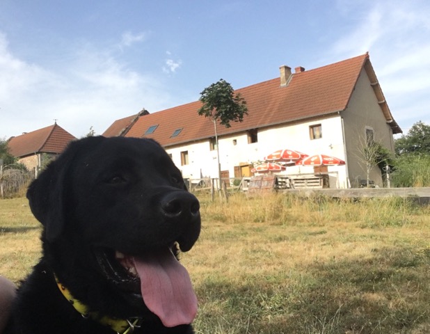 L'avis de chien — dogsitter à Cluny