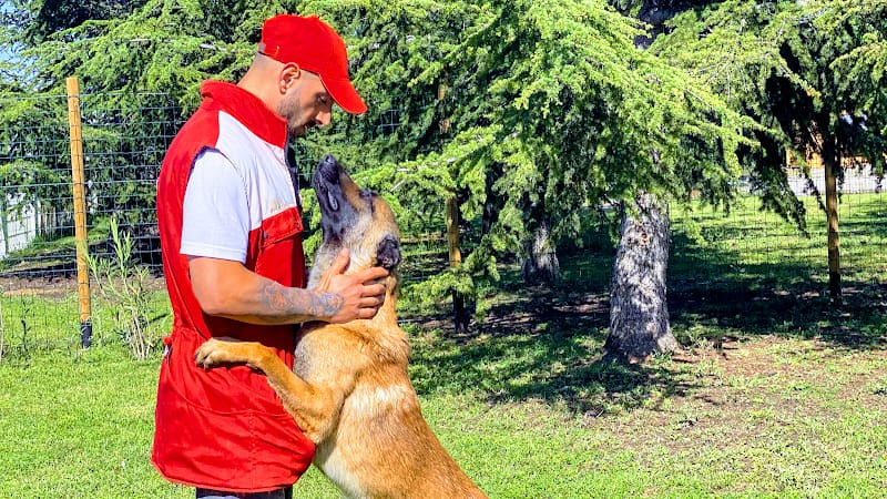 L'école des 4 pattes — dogsitter à Montpellier