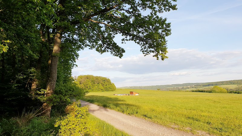 L'Écolo Canine — dogsitter à Sarreguemines