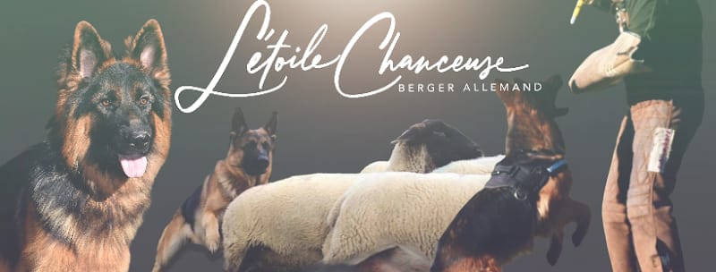 L'Etoile Chanceuse — dogsitter à Saint-Astier