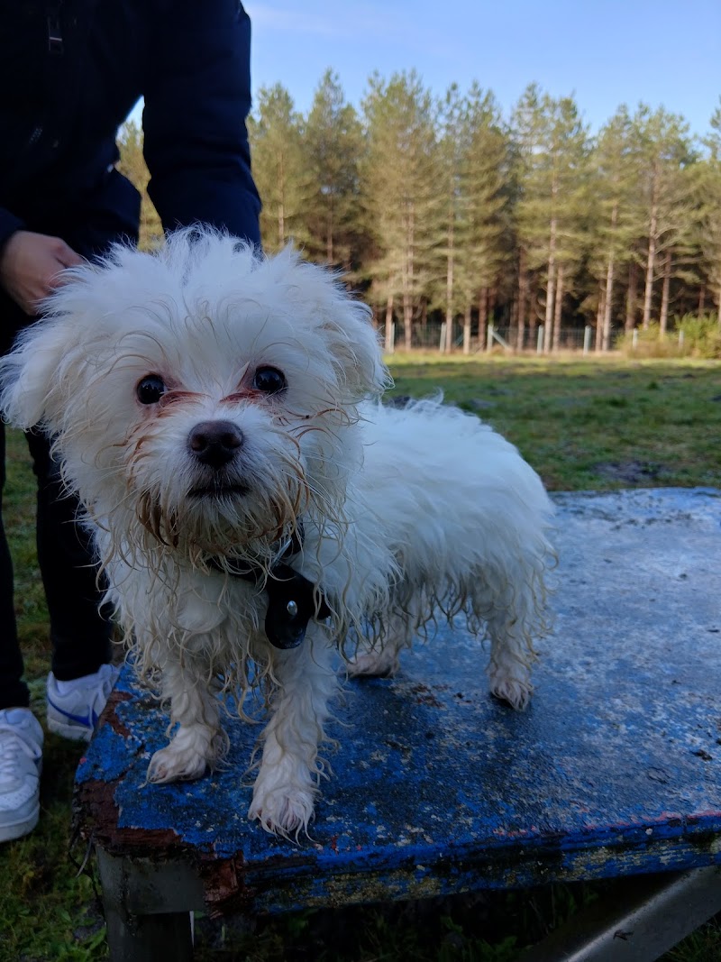 L' Oasis des Truffes & Déclic dog jp — dogsitter à Val de Virvée
