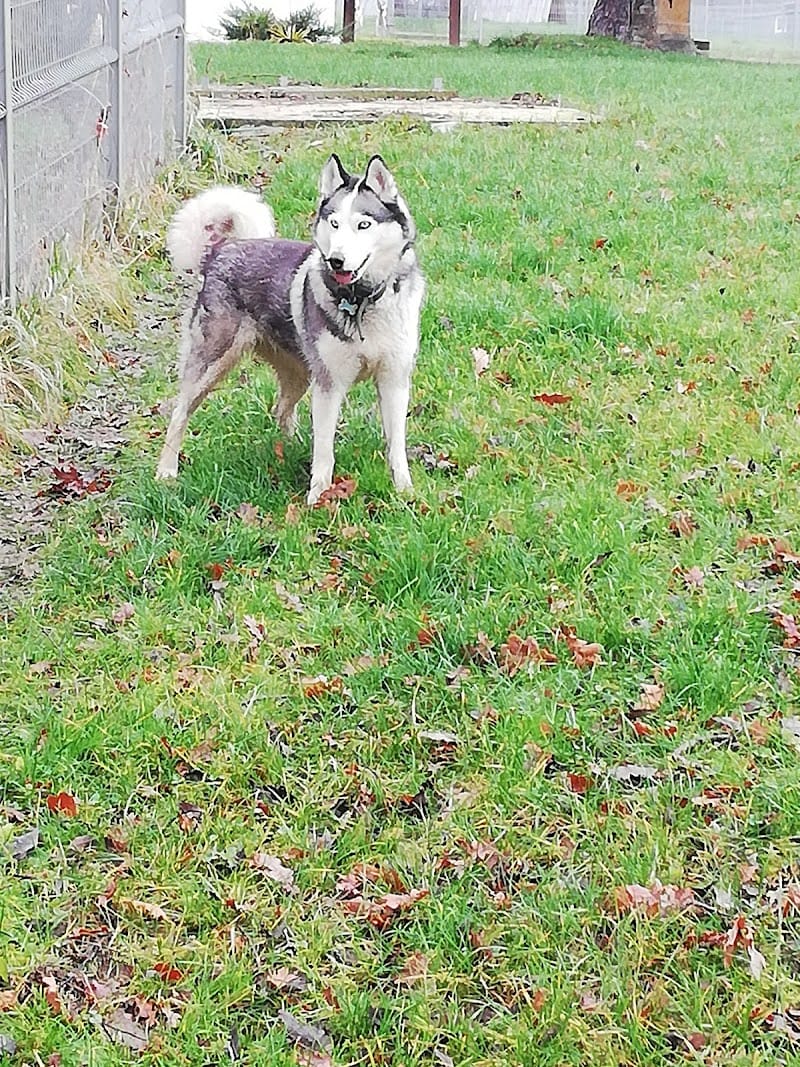 L'ordre du Flambeau — dogsitter à Mably