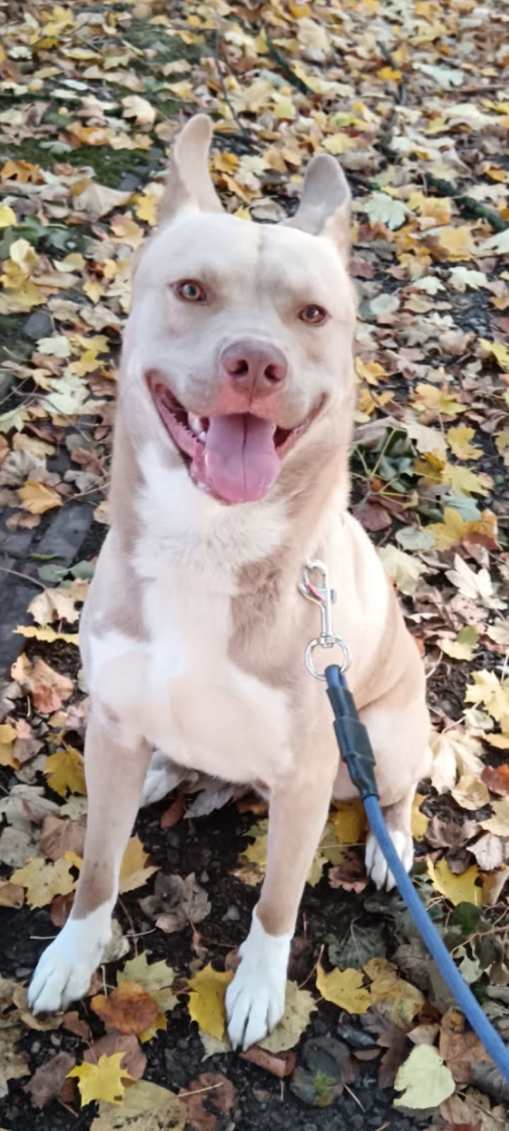 La Bonne Patte EI — dogsitter à Arras