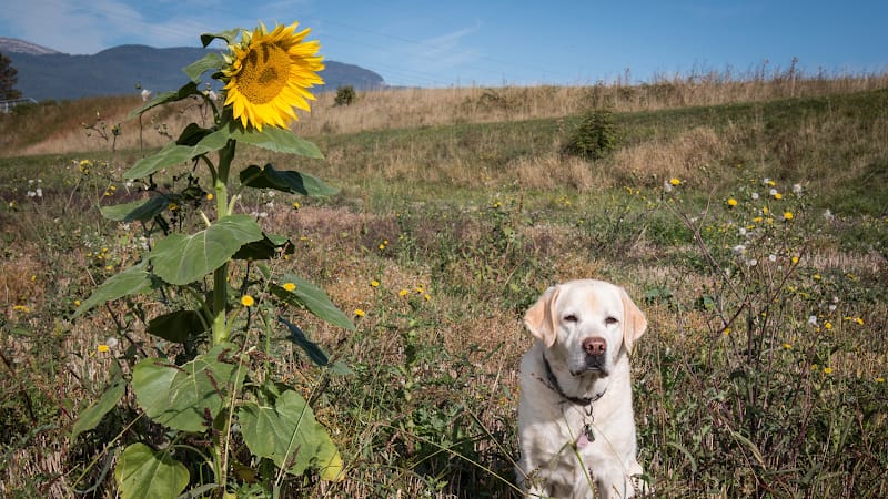 La Cabotière — dogsitter à Annemasse