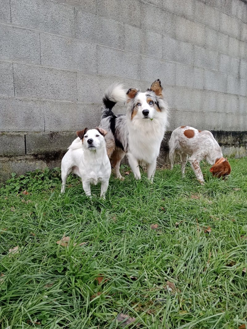 La Colo d'Athanaïs — dogsitter à Aizenay