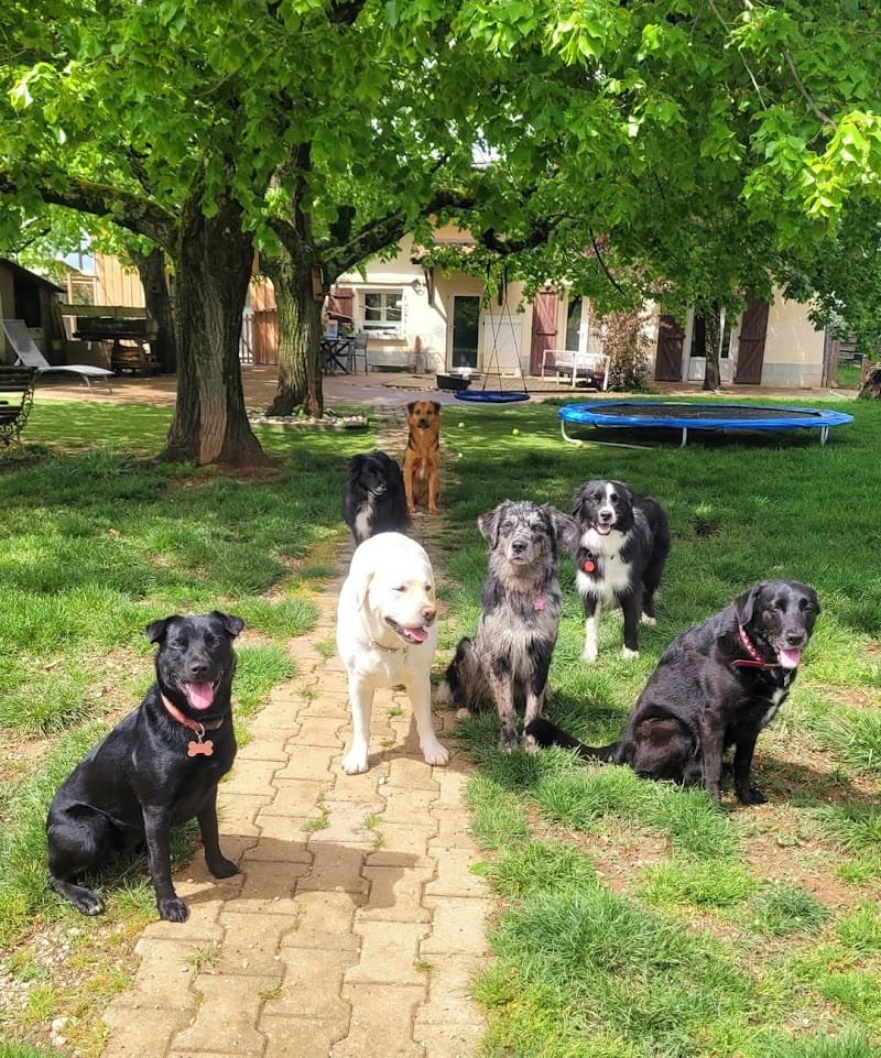 La COLO des 4 Pattes — dogsitter à Gaillac