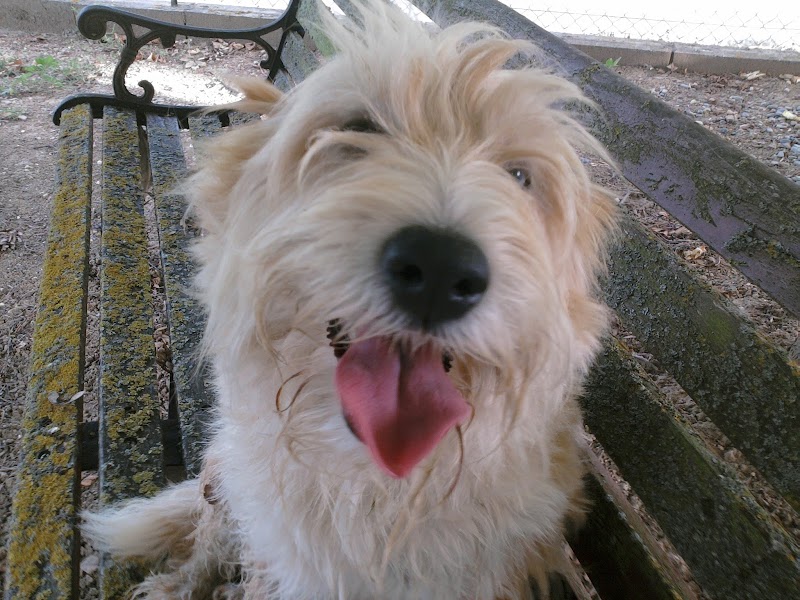 La Ferme Caïllaouet — dogsitter à Cazères