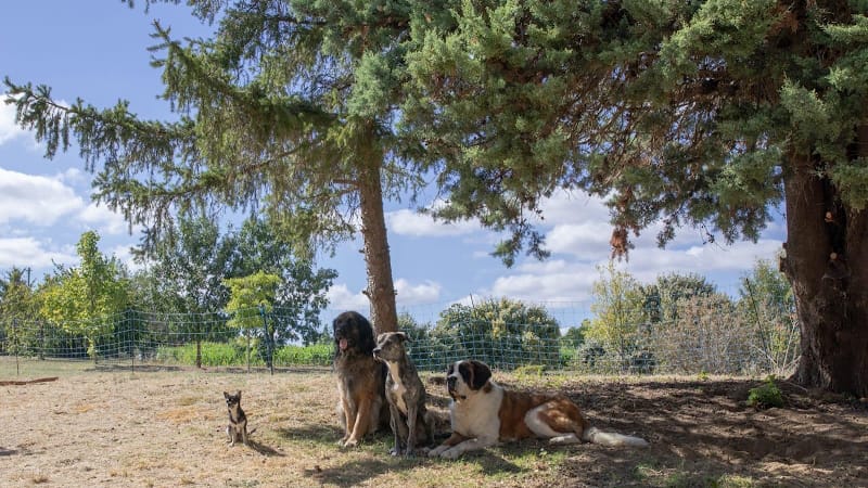 La Ferme de Charlotte — dogsitter à Lavaur