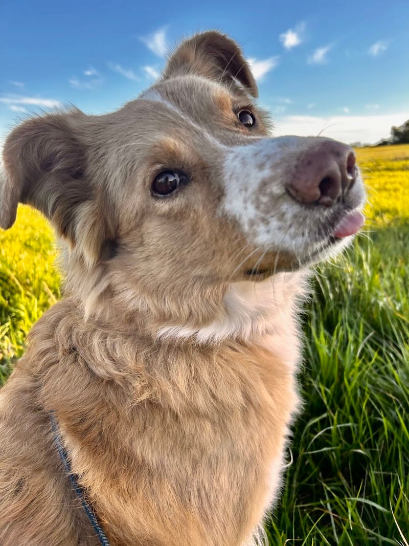 La Garderie De Mel — dogsitter à Toulouse