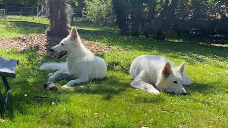 La Gare des chiens — dogsitter à Fougères