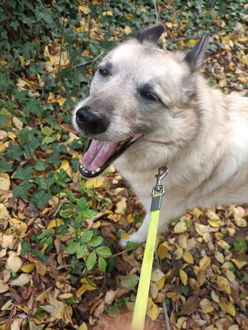 La Générale Patoune — dogsitter à Rennes
