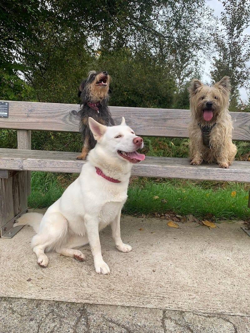 La Main à la Patte — dogsitter à Plémet