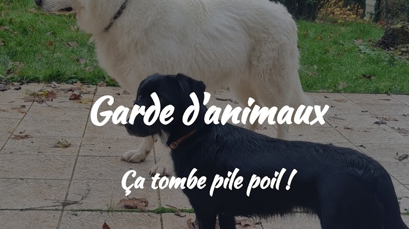 La Maison de Maya — dogsitter à Rennes