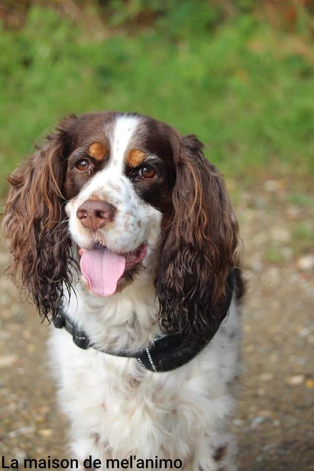 La maison de mel'animo — dogsitter à Ombrée d'Anjou