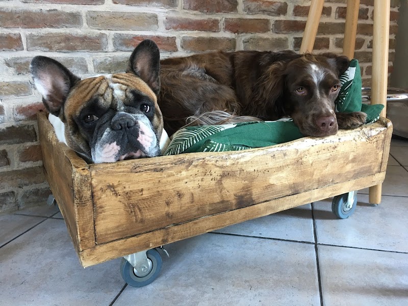 La Maison de Zebulon — dogsitter à Villeneuve-d'Ascq