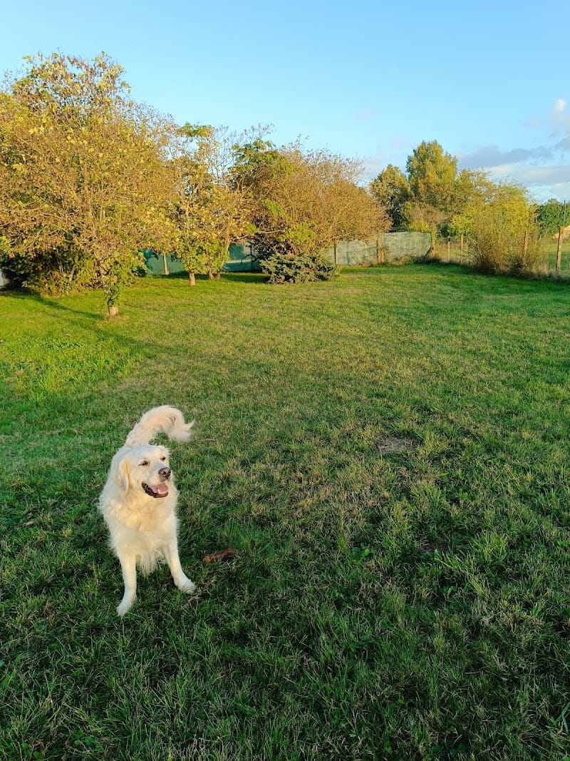 La Manada — dogsitter à Libourne