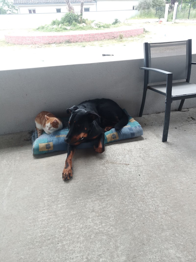 La meute (Pet sitter) — dogsitter à Montauban