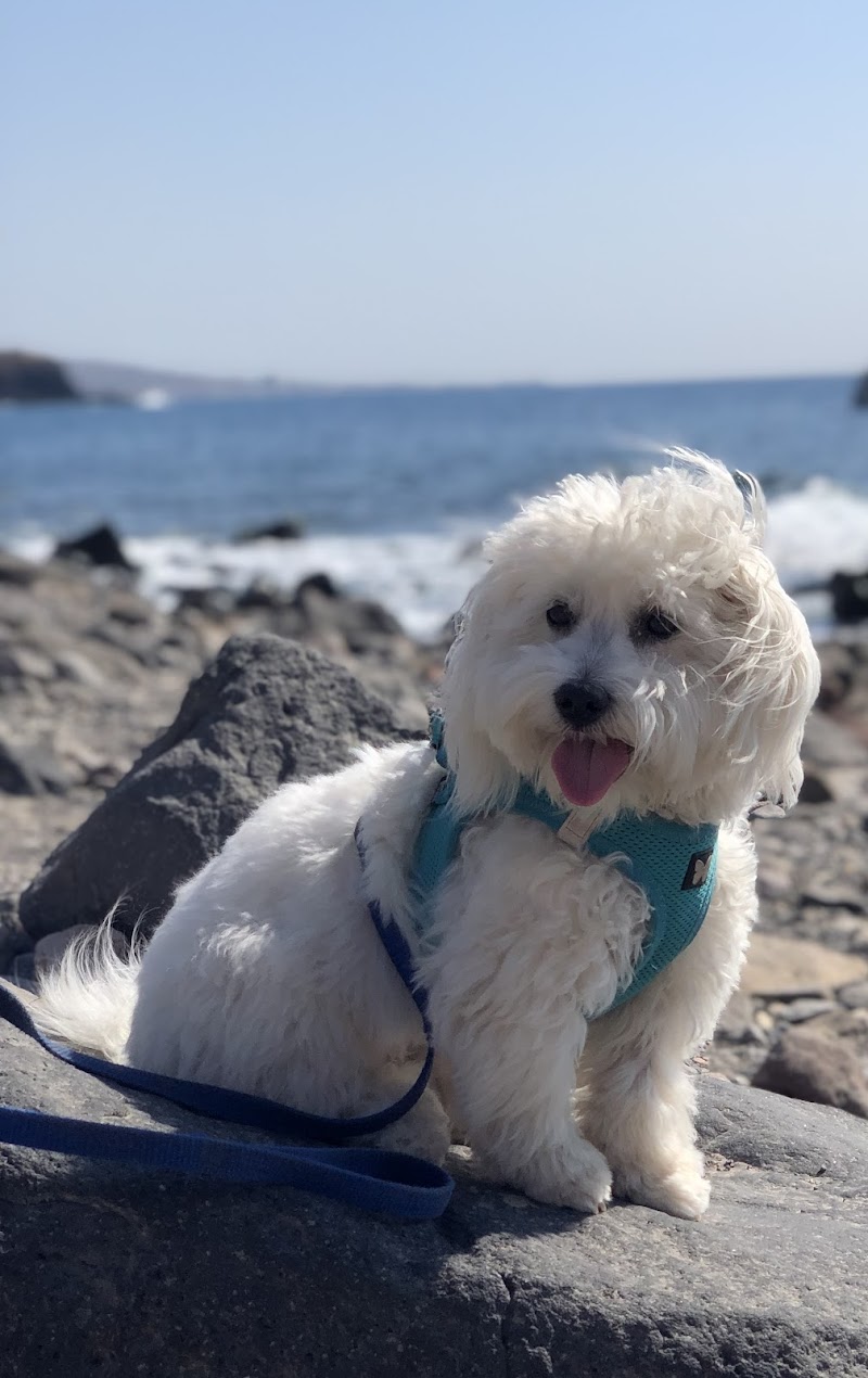 La Nounou des Toutous by Chantal — dogsitter à Lunel