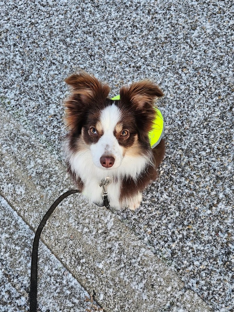 La Sphère Canine — dogsitter à Sarrebourg
