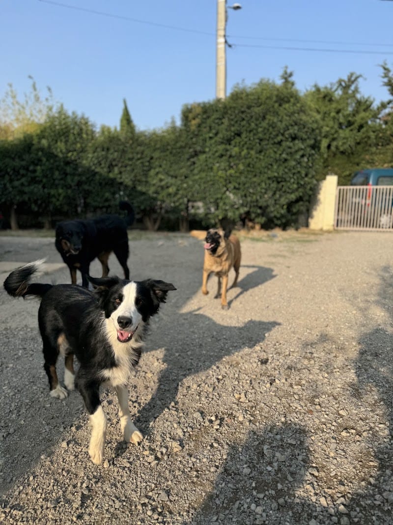 La Toudoucerie — dogsitter à Lézignan-Corbières