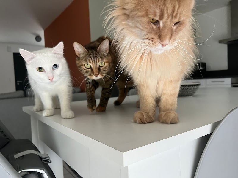 La Vie & Pattes - Pet-sitter Angers (49) — dogsitter à Angers