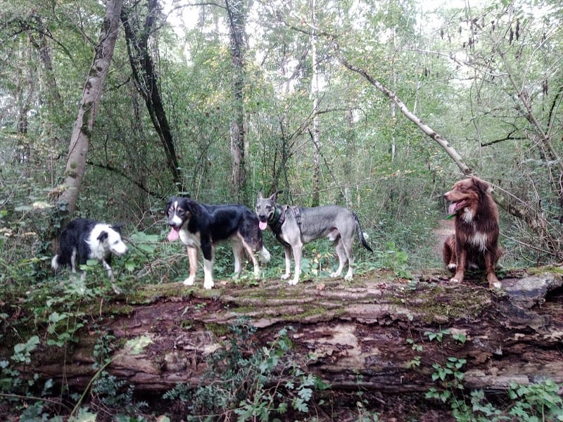La32eme Compagnie — dogsitter à Cazères