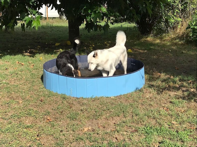 LaetiChiens — dogsitter à Langon