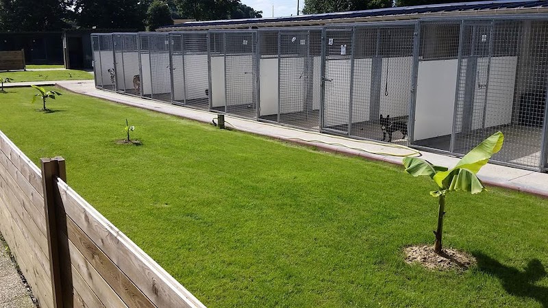 Le Bonheur des 4 Pattes — dogsitter à Rennes