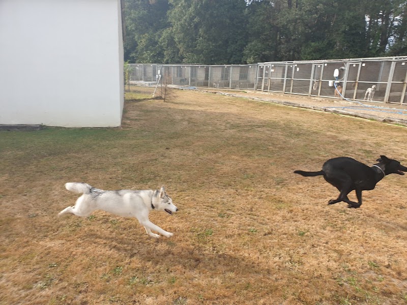 Le Bonheur des 4 Pattes — dogsitter à Vannes
