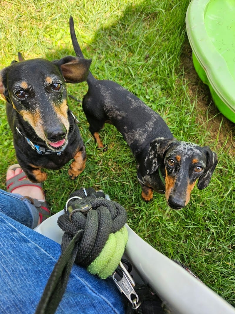 Le bonheur est dans le pré — dogsitter à Saintes