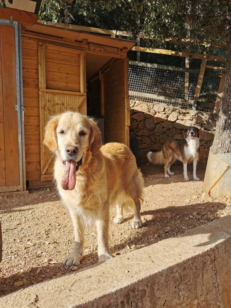 LE CAMPING DES TOUTOUS — dogsitter à Nice