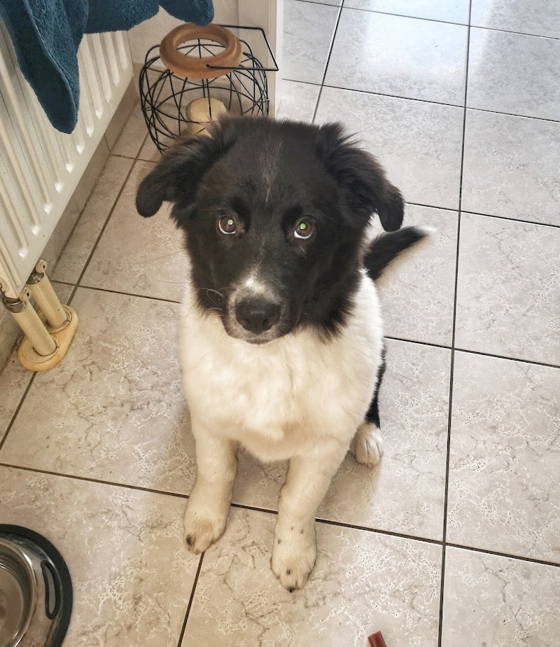 Le chien d'une vie