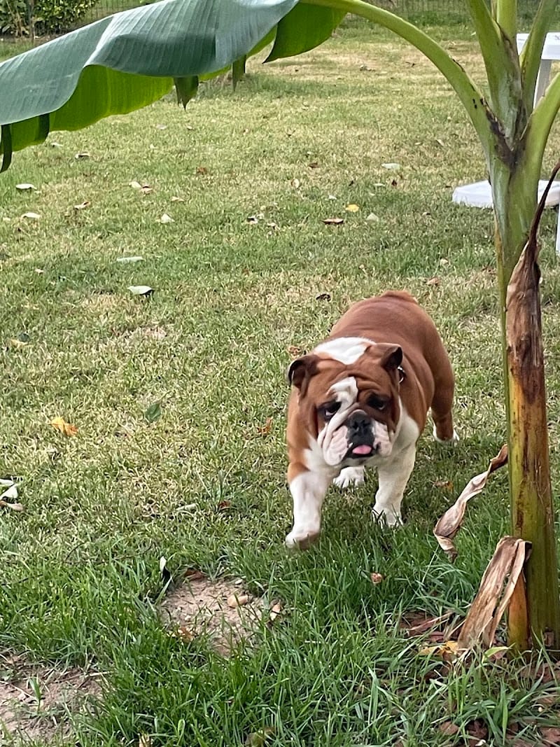 le clos des mil' pattes — dogsitter à Miramont-de-Guyenne