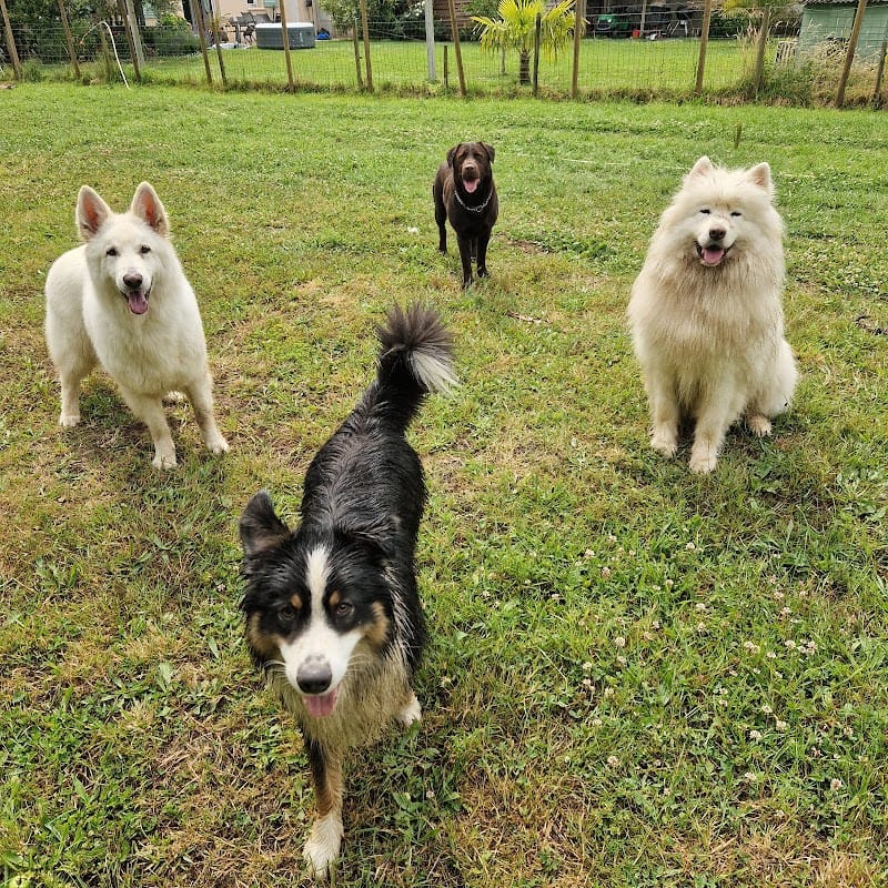 le coin des truffes — dogsitter à Nantes