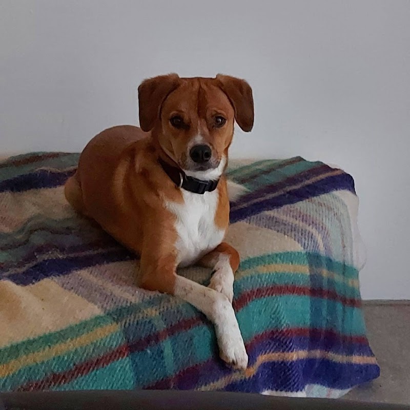 Le Duo Complice — dogsitter à Haguenau