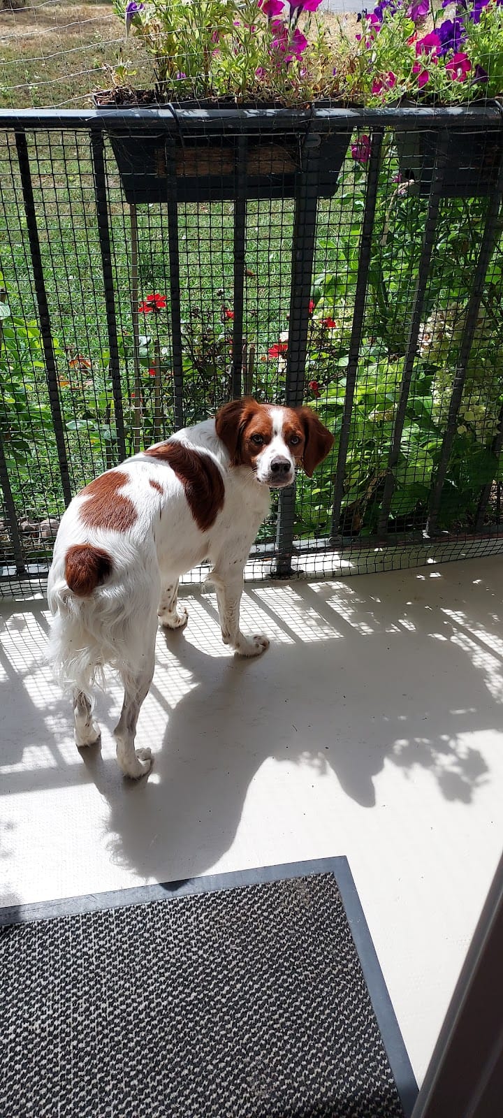 LE GITE CANIN — dogsitter à Bordeaux