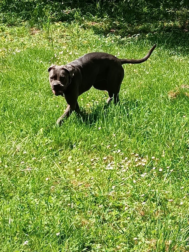 Le havre des animaux — dogsitter à Illkirch-Graffenstaden