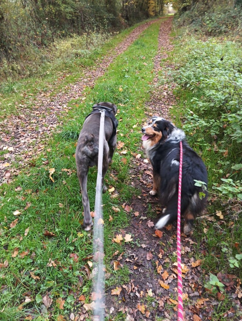 Le Jardin de Gibson — dogsitter à Ploërmel