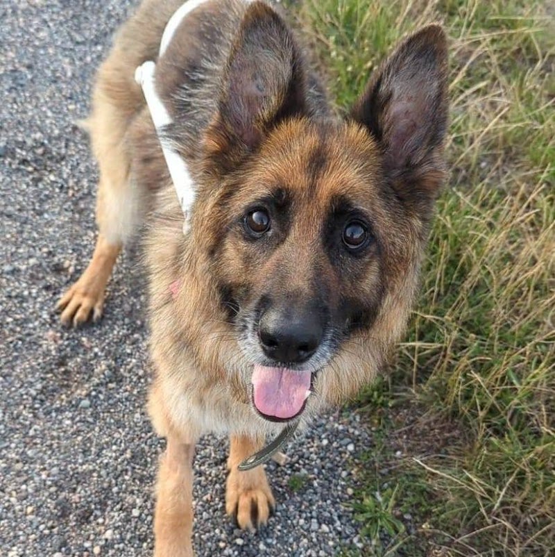 Le Jardin de Paulette — dogsitter à Villefranche-sur-Saône