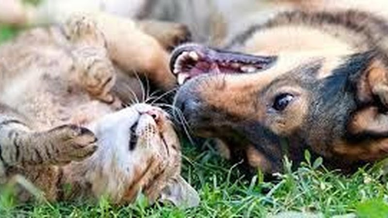 LE PETIT FIEF — dogsitter à Challans