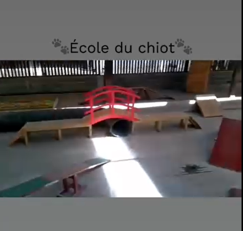 Le Royaume du Phoenix — dogsitter à Beaussais-sur-Mer