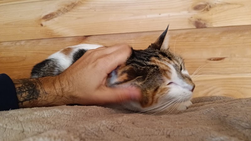 Le Village Félin — dogsitter à Orée d'Anjou