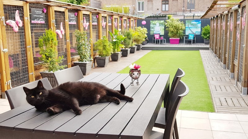 Le Youpicat Palace — dogsitter à Lille