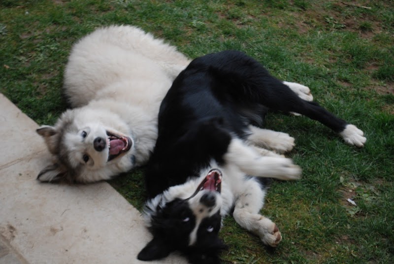 Les Amis de Doudou — dogsitter à Villefranche-sur-Saône